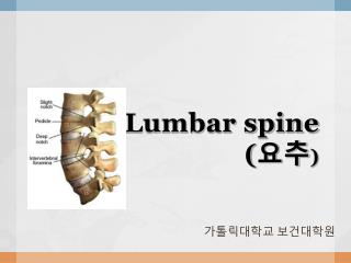 Lumbar spine ( 요추 )