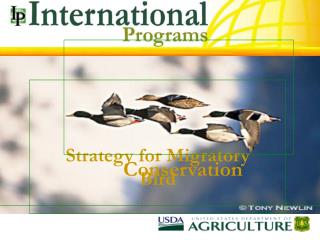 Strategy for Migratory Bird