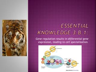 Essential knowledge 3.B.1 :