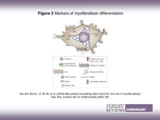 Figure 2 Markers of myofibroblast differentiation