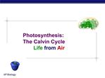 Photosynthesis: The Calvin Cycle Life from Air