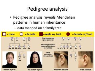 Pedigree analysis