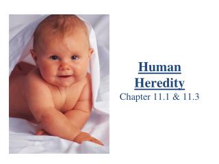 Human Heredity Chapter 11.1 &amp; 11.3