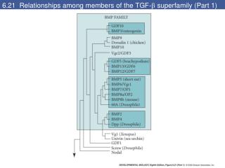 6.21 Relationships among members of the TGF-  superfamily (Part 1)