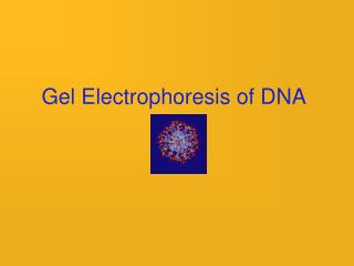 Gel Electrophoresis of DNA