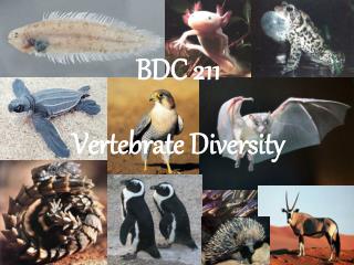 BDC 211 Vertebrate Diversity