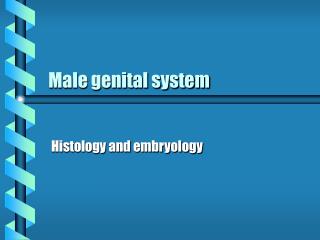Male genital system
