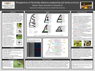 Phylogenetics of Tachinidae (Diptera) emphasizing sub-family structure