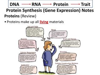 DNA RNA Protein Trait Protein Synthesis (Gene Expression) Notes