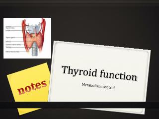 Thyroid function