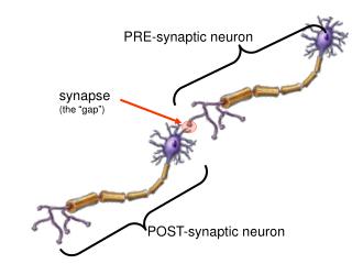 synapse (the “gap”)