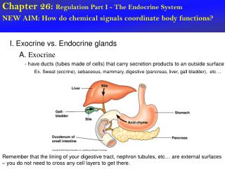 Chapter 26: Regulation Part I - The Endocrine System