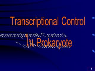Transcriptional Control ใน Prokaryote