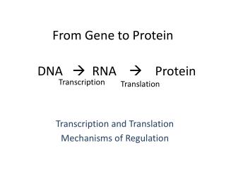From Gene to Protein