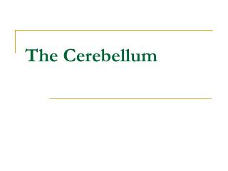 The Cerebellum