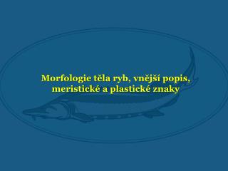 Morfologie těla ryb, vnější popis, meristické a plastické znaky