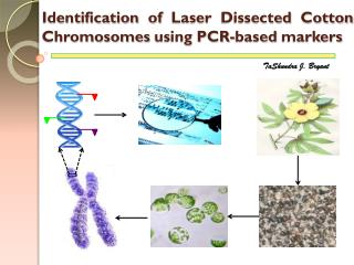 Identification of Laser Dissected Cotton Chromosomes using PCR-based markers