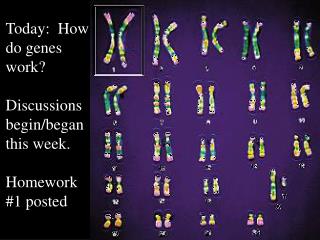 Today: How do genes work? Discussions begin/began this week. Homework #1 posted