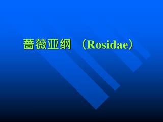蔷薇亚纲 （ Rosidae ）