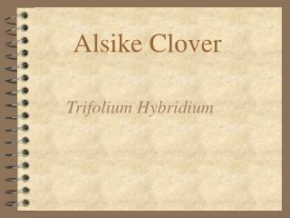 Alsike Clover