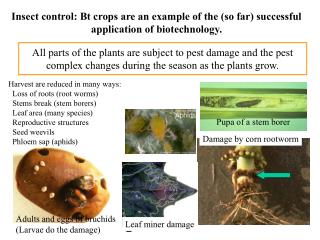 All parts of the plants are subject to pest damage and the pest complex changes during the season as the plants grow.