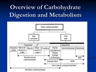 Overview of Carbohydrate Digestion and Metabolism