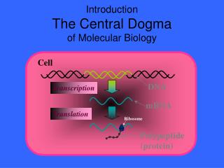 Introduction The Central Dogma of Molecular Biology
