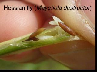 Hessian fly ( Mayetiola destructor )