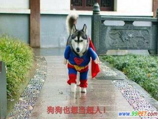 狗狗 也 想 当超人！