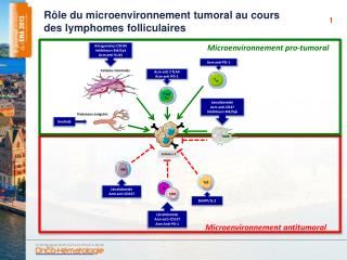 Rôle du microenvironnement tumoral au cours des lymphomes folliculaires