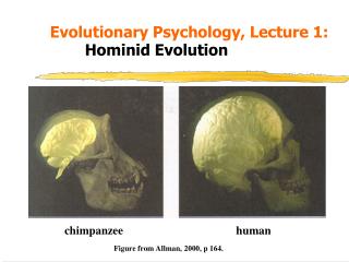 Evolutionary Psychology, Lecture 1: Hominid Evolution