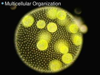 Multicellular Organization