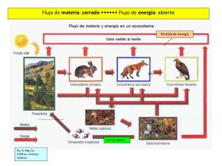 La energía en el ecosistema Flujo de materia y energía en el ecosistema (I)