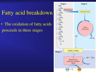 Fatty acid breakdown