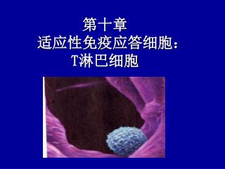 第十章 　适应性免疫应答细胞： T 淋巴细胞