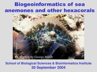 Biogeoinformatics of sea anemones and other hexacorals