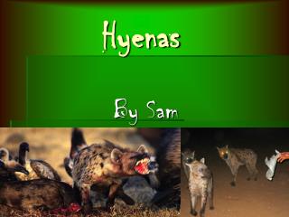 Hyenas