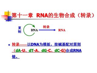 第十一章 RNA 的生物合成（转录）