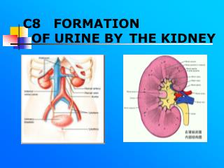 C8 FORMATION OF URINE BY THE KIDNEY