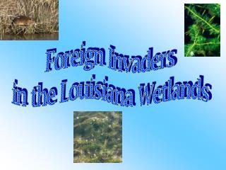 Foreign Invaders in the Louisiana Wetlands