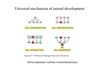 Universal mechanism of animal development