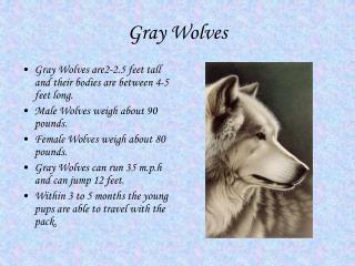 Gray Wolves