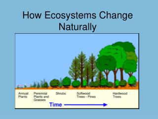 How Ecosystems Change Naturally