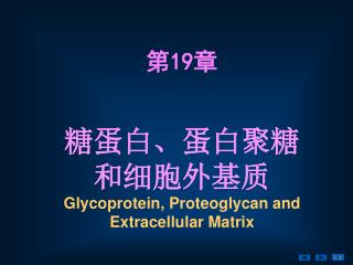 糖蛋白、蛋白聚糖 和细胞外基质 Glycoprotein, P roteoglycan and Extracellular Matrix