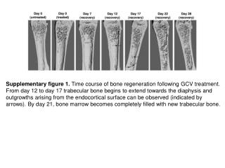 Supplementary figure 1. Time course of bone regeneration following GCV treatment.