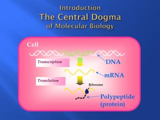 Introduction The Central Dogma of Molecular Biology