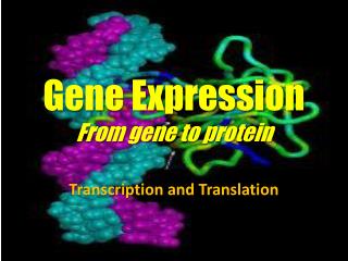 Gene Expression From gene to protein
