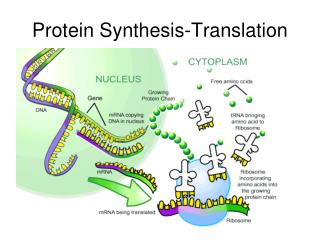 Protein Synthesis-Translation