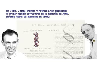 En 1953, James Watson y Francis Crick publicaron