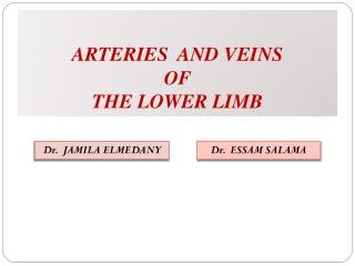 ARTERIES AND VEINS OF THE LOWER LIMB